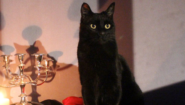 Sabrina: Erstes Bild von Kater Salem verÃ¶ffentlicht