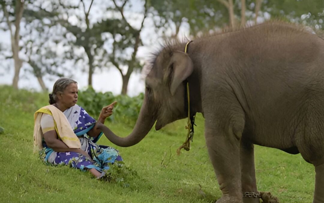 the elephant whisperers